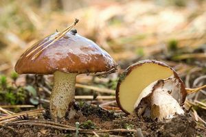 Klouzek obecný - Suillus luteus (L.) Roussel 1796