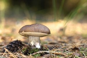 Kozák březový - Leccinum scabrum (Bull.) Gray 1821