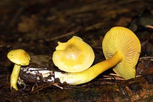 Čirůvka sírožlutá - Tricholoma sulphureum (Bull.) P. Kumm. 1871