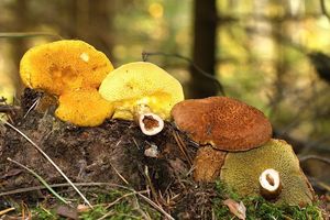 Hřib dutonohý - Suillus cavipes (Opat.) A.H. Sm. & Thiers 1964