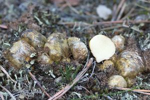 Kořenovec žlutavý - Rhizopogon obtextus (Spreng.) R. Rauschert 1984