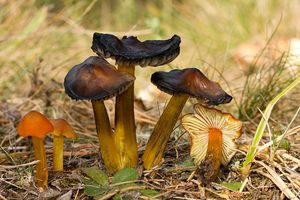 Voskovka kuželovitá - Hygrocybe conica (Schaeff.) P. Kumm. 1871