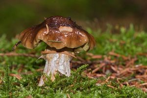 Pavučinec datlový - Cortinarius scaurus (Fr.) Fr. 1838