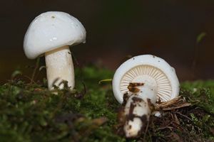 Šťavnatka slonovinová - Hygrophorus eburneus (Bull.) Fr. 1838