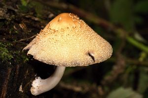 Hnojník paprskový - Coprinellus radians (Desm.) Vilgalys, Hopple & Jacq. Johnson 2001