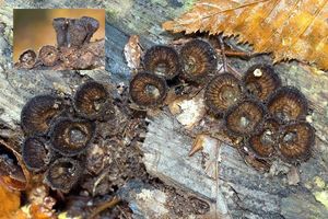 Číšenka rýhovaná - Cyathus striatus (Huds.) Willd. 1787