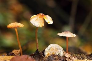 Helmovka šafránová - Mycena crocata (Schrad.) P. Kumm. 1871