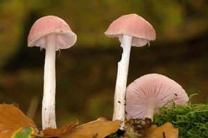 Helmovka narůžovělá - Mycena rosea Gramberg 1912