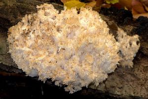 Korálovec bukový - Hericium clathroides (Pall.) Pers. 1797