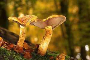 Šupinovka slizká - Pholiota adiposa (Batsch) P. Kumm. 1871