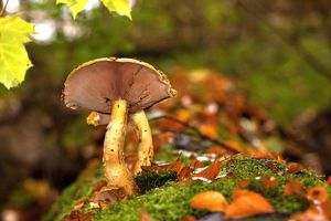 Šupinovka slizká - Pholiota adiposa (Batsch) P. Kumm. 1871