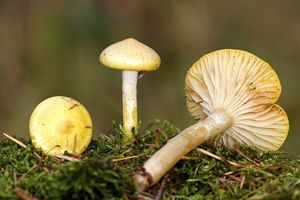Šťavnatka modřínová - Hygrophorus lucorum Kalchbr. 1874