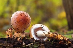 Třepenitka cihlová - Hypholoma lateritium  (Schaeff.) P. Kumm. 1871