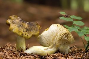 Klikni pro velký obrázek