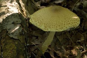 Klikni pro velký obrázek