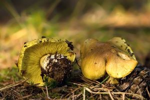 Klikni pro velký obrázek