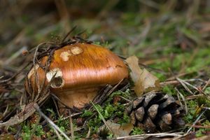 Klikni pro velký obrázek