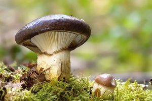 Klikni pro velký obrázek