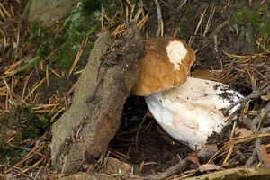 Klikni pro velký obrázek