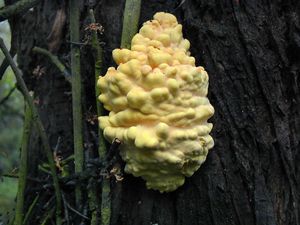 Sírovec žlutooranžový - Laetiporus sulphureus (Bull.) Murrill 1920