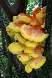 Sírovec žlutooranžový - Laetiporus sulphureus (Bull.) Murrill 1920