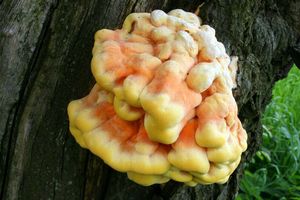 Sírovec žlutooranžový - Laetiporus sulphureus (Bull.) Murrill 1920