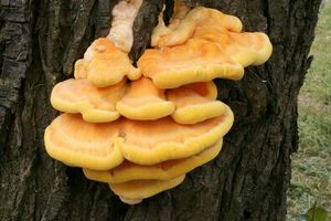 Sírovec žlutooranžový - Laetiporus sulphureus (Bull.) Murrill 1920