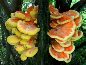 Sírovec žlutooranžový - Laetiporus sulphureus (Bull.) Murrill 1920