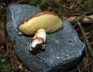 Klouzek obecný - Suillus luteus (L.) Roussel 1796