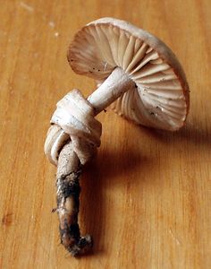 Špička obecná - Marasmius oreades