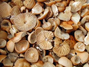 Špička obecná - Marasmius oreades