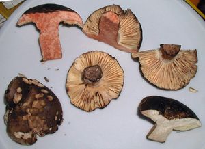 Holubinka černající - Russula nigricans Fr. 1838