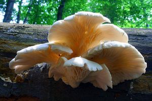 Hlíva plicní - Pleurotus pulmonarius