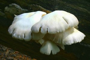 Hlíva plicní - Pleurotus pulmonarius