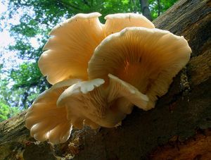 Hlíva plicní - Pleurotus pulmonarius