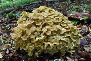 Choroš oříš - Polyporus umbellatus (Pers.) Fr.