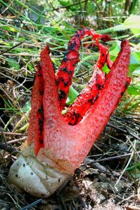 Květnatec Archerův - Clathrus archeri