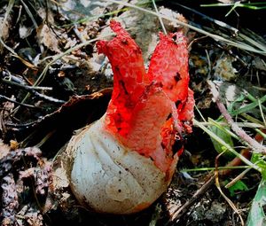 Květnatec Archerův - Clathrus archeri