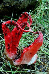 Květnatec Archerův - Clathrus archeri