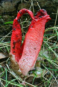 Květnatec Archerův - Clathrus archeri