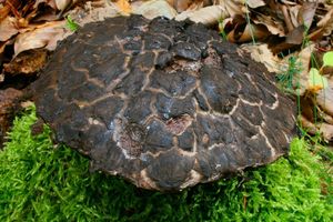 Klikni pro velký obrázek