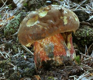 Klikni pro velký obrázek