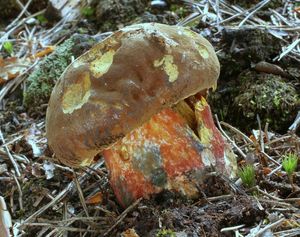 Klikni pro velký obrázek