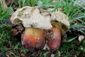 Klikni pro velký obrázek