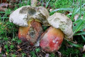 Klikni pro velký obrázek