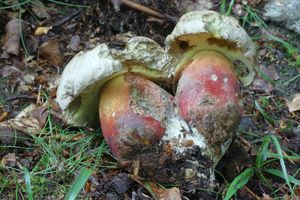 Klikni pro velký obrázek