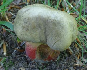 Klikni pro velký obrázek