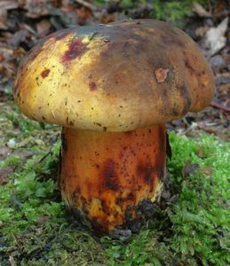 Klikni pro velký obrázek