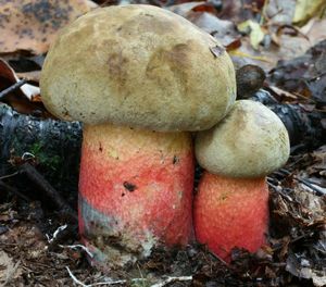 Klikni pro velký obrázek