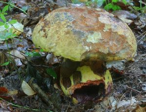 Klikni pro velký obrázek